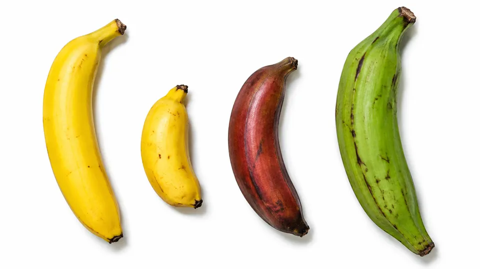 Fire slags bananer side om side: en almindelig gul banan, en lille dessertbanan, en rød banan og en grøn madbanan