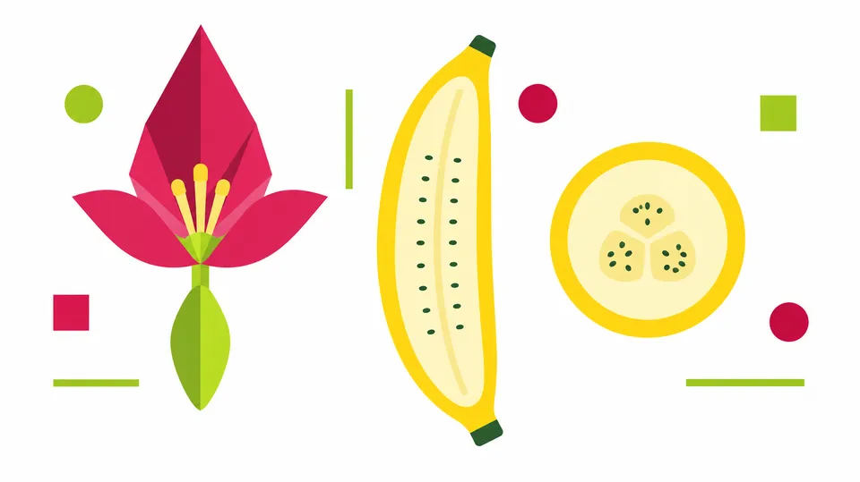 Geometrisk illustration af en bananblomst og en banan skåret over, hvor skræl, frugtkød og de små frørester i midten ses