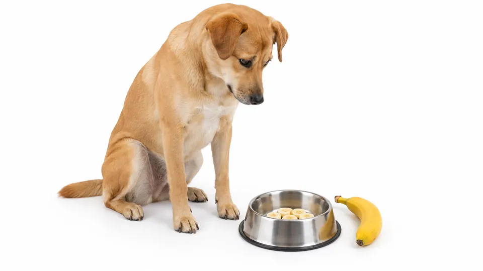 En hund sidder ved en madskål med nogle få skiver banan